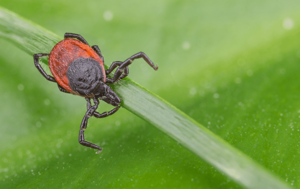 Parasite Prevention - Thorndale Animal Hospital