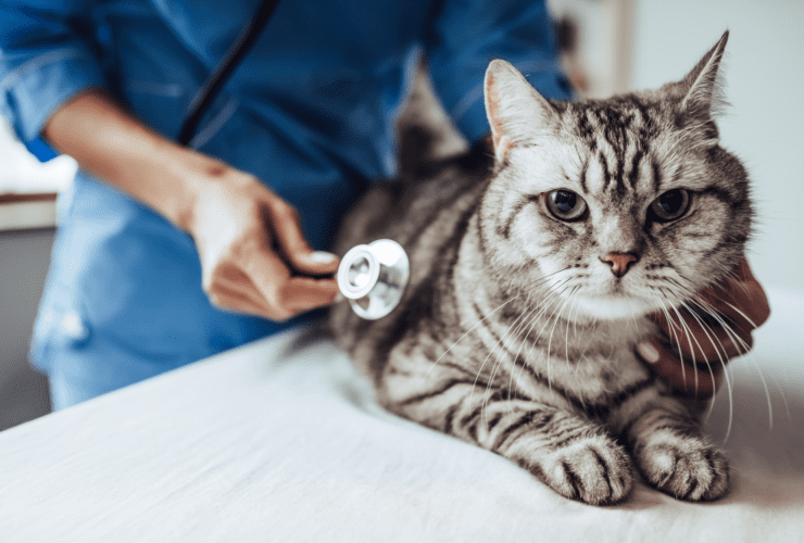 Pet Wellness Services