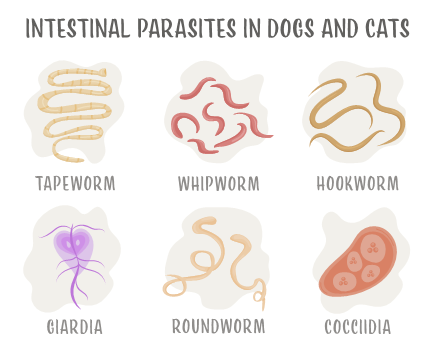 Intestinal parasites in cats and dogs