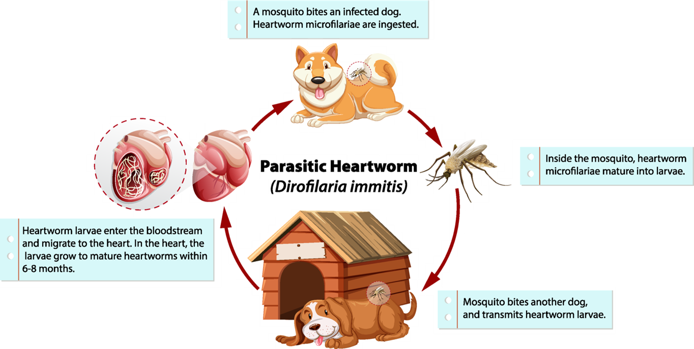 Parasitic heartworm lifecycle