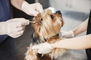 Visit our pet pharmacy for your ear prescription needs.