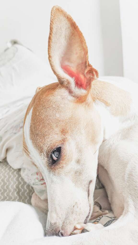 A photograph of a dog holding one ear up. Dog ear infections, perhaps?