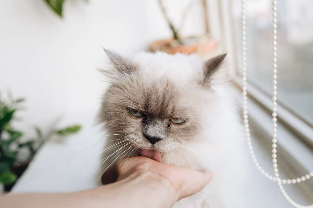 Photograph up close of a white long haired cat licking a human hand.