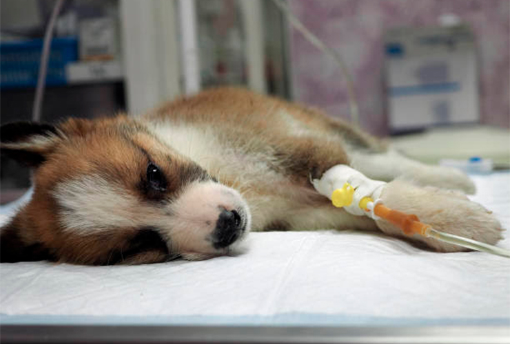 Emergency/Urgent Care